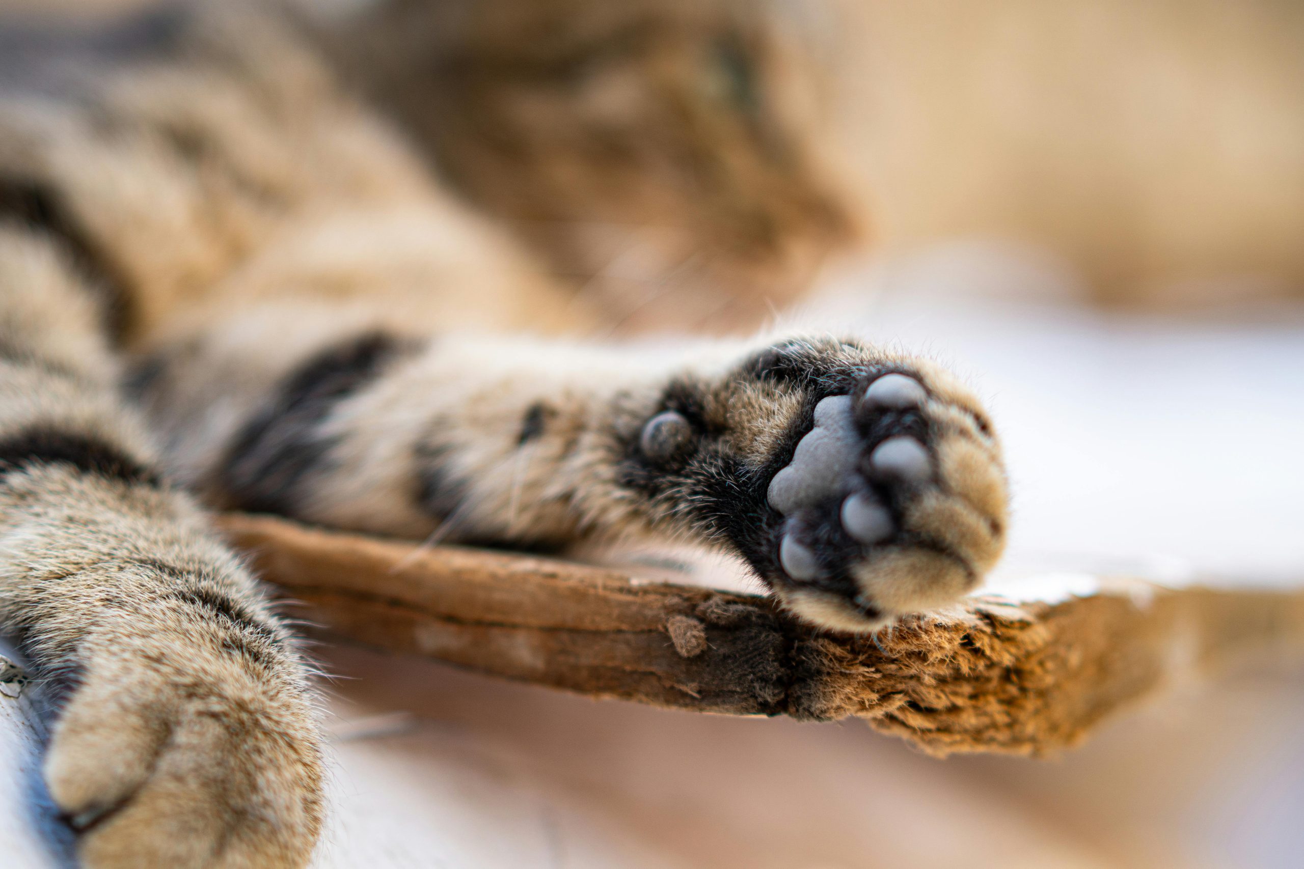 Beautiful Maine Coon Kittens for Sale San Francisco and Bay Area